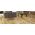 Parkett Eiche Modern Grande